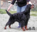 Pedigree AMSCOT JETSETTER Pedigree AMSCOT JETSETTER